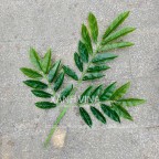 Cành lá cóc giả